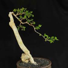 Gaya formal upright (tegak formal) adalah bentuk bonsai yang sangat umum. Jual Bonsai Pohon Serut Gaya Bunjiin Literati Style Tanaman Hias Unik Di Lapak Koleksi Antik Group Bukalapak