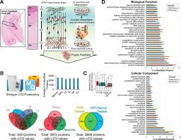 Rubenstein pancreatic cancer research center and department of pathology, memorial sloan kettering cancer center, new york, new york 10065, usa. Spatiotemporal Proteomic Profiling Of Human Cerebral Development Molecular Cellular Proteomics