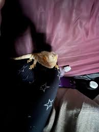 Profile for Ogre The Bearded Dragon and his many adventures