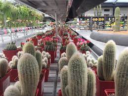 En la tienda del cactus te ayudamos con este regalo tan original para tus invitados o para la decoración de ese día tan especial. El Oasis De Cactus Mas Grande De Europa A Un Paso De Madrid Madridiario