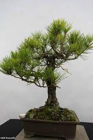 Japanese black pine bonsai tree, pinus thunbergii photographic print by steve greaves. Bonsai Japanese Black Pine Pinus Thunbergii No 6435 Www Henhbonsai De