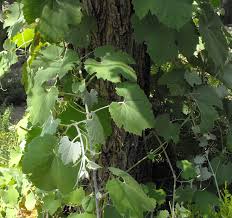 At artranked.com find thousands of paintings categorized into thousands of categories. Vitis Girdiana Desert Wild Grape Buy Online At Annie S Annuals