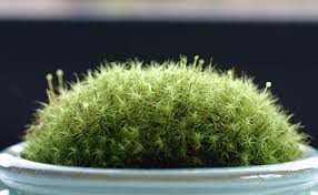 苔盆栽 タマゴケ スナゴケ 苔猿の壺 苔の庭 こけ庭 観葉植物 寄せ植え