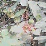 Image result for Landolphia rufescens