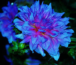 Many varieties are suitable for use in bouquets or arrangements to bring festivity to a special occasion. Blue Dahlia A True Dahlia Dahlia Flower Pictures Dahlia Flower Blue Dahlia