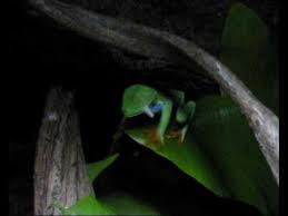 * * care boards for sale soon** yay! Red Eye Tree Frog Calling And Eating Youtube