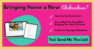 The historical dominance of china over east asian culture spread its roots to korea and vietnam too. Best Female Chihuahua Names I Love My Chi