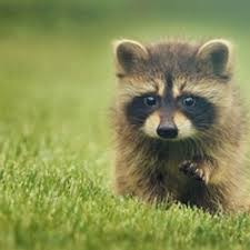 A Look Into The Amazing World Of Canada S Wildlife Community Along With Information About The Preservation These Irreplac Cute Animals Pet Raccoon Cute Raccoon