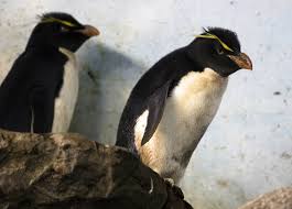 In fact, the n and s genetic divergence was higher than that between galapagos and humboldt penguins (two recognized species) in two out of the three genes. Some Penguins At Ohio Zoo Like Winter Others Prefer It Warm