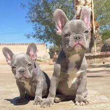 Frenchies come in a variety of different colors and patterns; Lilac French Bulldog What Do You Need To Know French Bulldog Breed