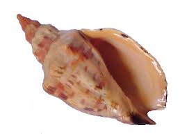Learn more about shell on our global website. Buy Seashells For Sale Online From Schooner Specimen Shells