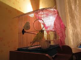 رعاية وصيانة الببغاوات المتموجة 45 صورة ما هو المطلوب للتكيف السليم في المنزل درجة الحرارة وقواعد الرعاية