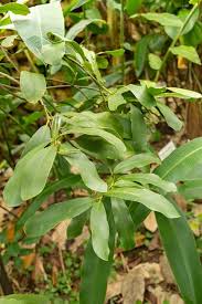 Image result for Brexia