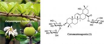 Image result for Catunaregam