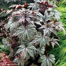 Begonia Garden Angel Silver Begonia Plantes Vivaces D Ombre Vivaces