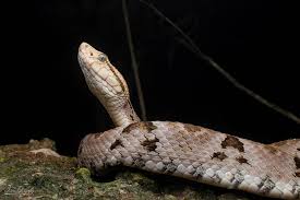 Image result for Bothrops punctatus