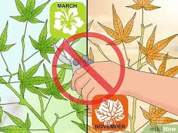 How and when to plant a japanese maple tree: The Best Way To Prune Japanese Maple Trees Wikihow