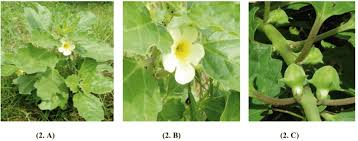 Image result for Pedalium