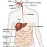 Human digestive system