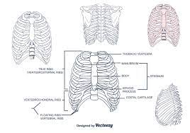 Der brustkorb des kindes wird durch einen einzigen brustkorb dargestellt. Rib Cage Vektor 118721 Vektor Kunst Bei Vecteezy