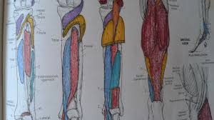 Download Truth Of The Talisman Anatomy Coloring Book Free