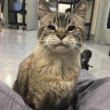 Maybe you would like to learn more about one of these? American Canyon Veterinary Hospital American Canyon Ca