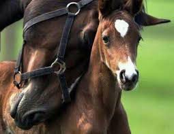 Horse Panosundaki Pin
