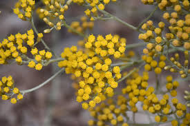 Image result for Helichrysum helvolum