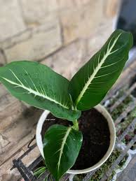 Aglonema Neon In 2020 Plants Plant Leaves Instagram