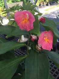 Image result for Costus phyllocephalus