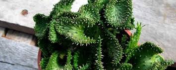 * the bleach kills the bacteria in the water and on the cut flower, these bacteria promote the rotting of the cut flowers and their removal slows down the decomposing. Propagation Method Of Peacock Dance The Plant Aide