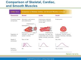 The Muscular System Ppt Video Online Download