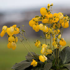 Image result for Calceolaria