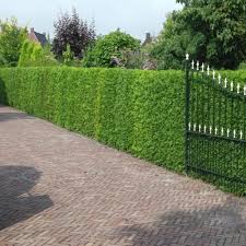 Check spelling or type a new query. Thuja Atrovirens Western Red Cedar Hedging Plant Gardeners Dream