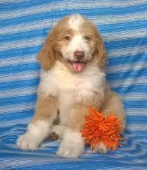 Hello and welcome to puppies online! Aussie Doodle Puppies Millersburg Ohio For Sale In Millersburg Ohio Classified Americanlisted Com