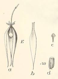 Image result for Monodora