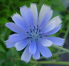 Pin On Flower Gardening