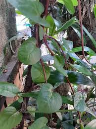 Image result for Basella alba