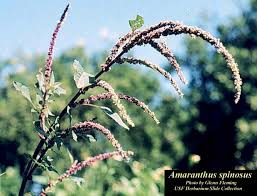 Image result for Amaranthus spinosus