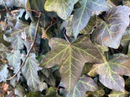 Image result for Araliaceae