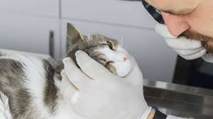 Malattia caratterizzata da un'aggressione dell'organismo da parte del proprio sistema immunitario. Corioretinite Nel Gatto Le Cause I Sintomi E Il Trattamento