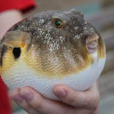 Hal inilah yang membuatnya bisa mengubah diri menjadi bola yang. Mengenal Ikan Buntal Ikan Yang Mahal Tapi Beracun Tribunnews Com Mobile