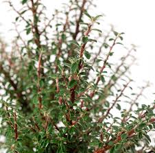 Sie wird häufig als zierpflanze verwendet. Zwergmispel Silver Shadow Cotoneaster Integrifolius Silver Shadow Gunstig Online Kaufen