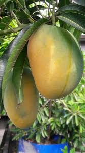 Pin Di Fruits Nuts And Seeds