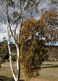 Image result for Eucalyptus sp.