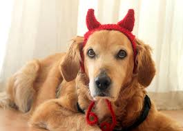 Pin On Halloween Pet Costume Ideas