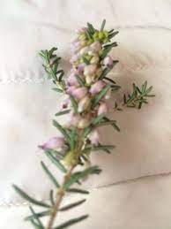 Heath Erica Species This Is A Heath There Are Several Varieties That Are Hardy In The Northeast And Many Of Them Are Winter Or In 2020 Annual Plants Shrubs Heath