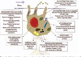 Image result for Platelet Dysfunction