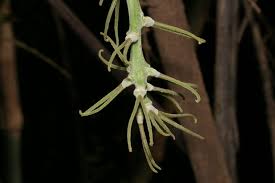 Image result for Dioscorea dumetorum