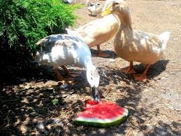 Maybe you would like to learn more about one of these? Treat Your Ducks Hgtv